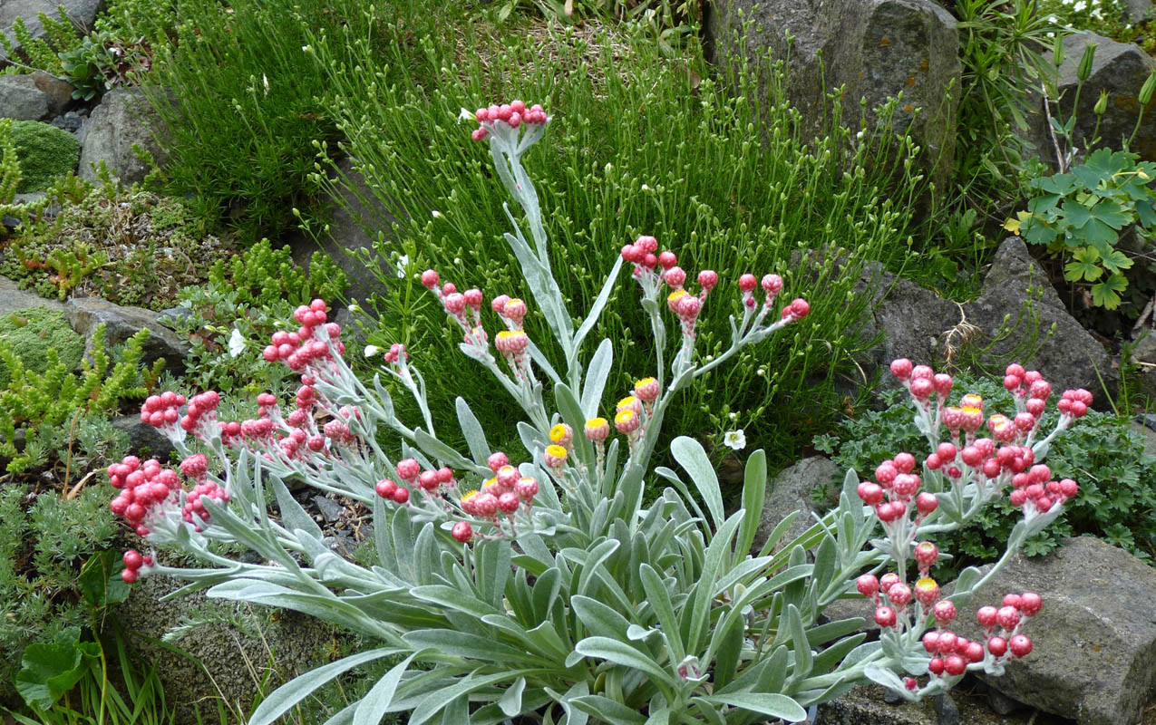 Helichrysum amorginum 'Ruby Cluster' photo